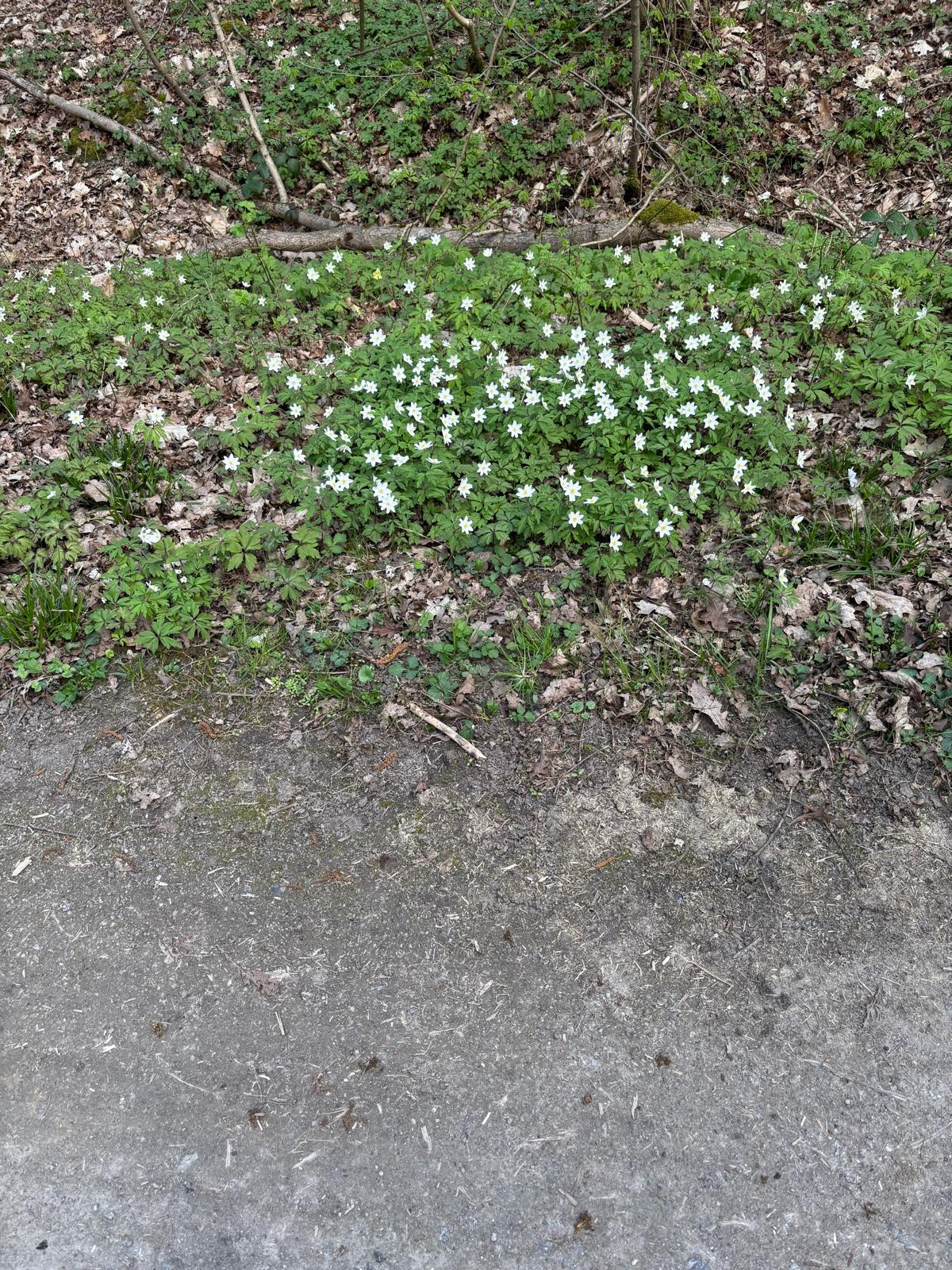 Exkursion mit dem NABU in der Geithe — Bild 5